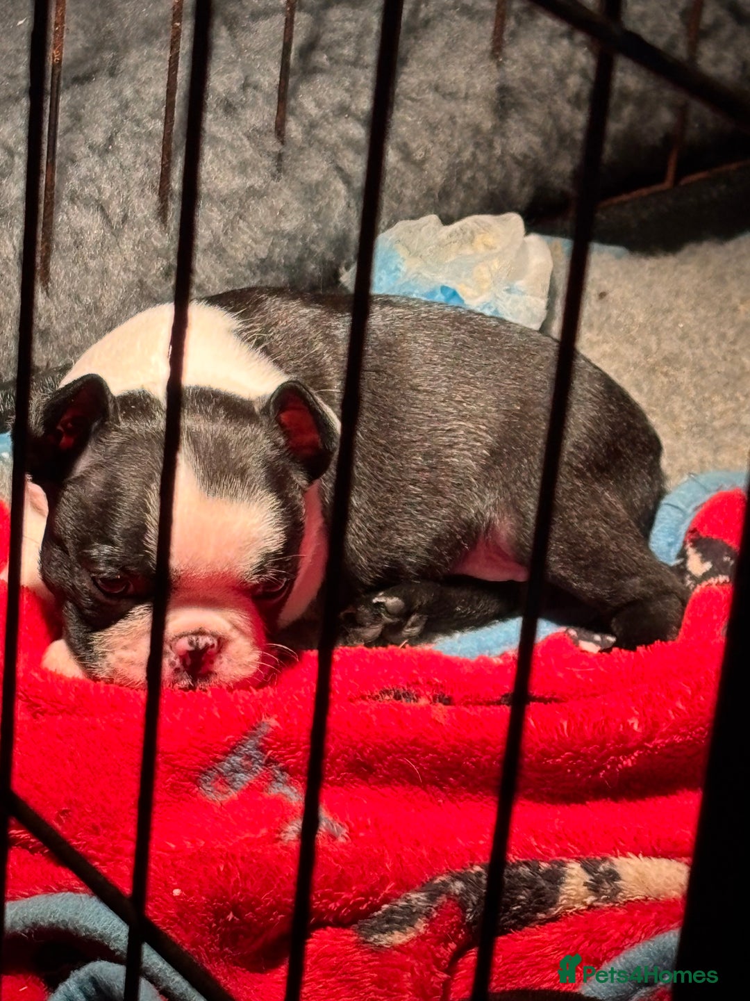 Boston Terrier dogs for sale: Stunning Boston terrier pups - Advert 4