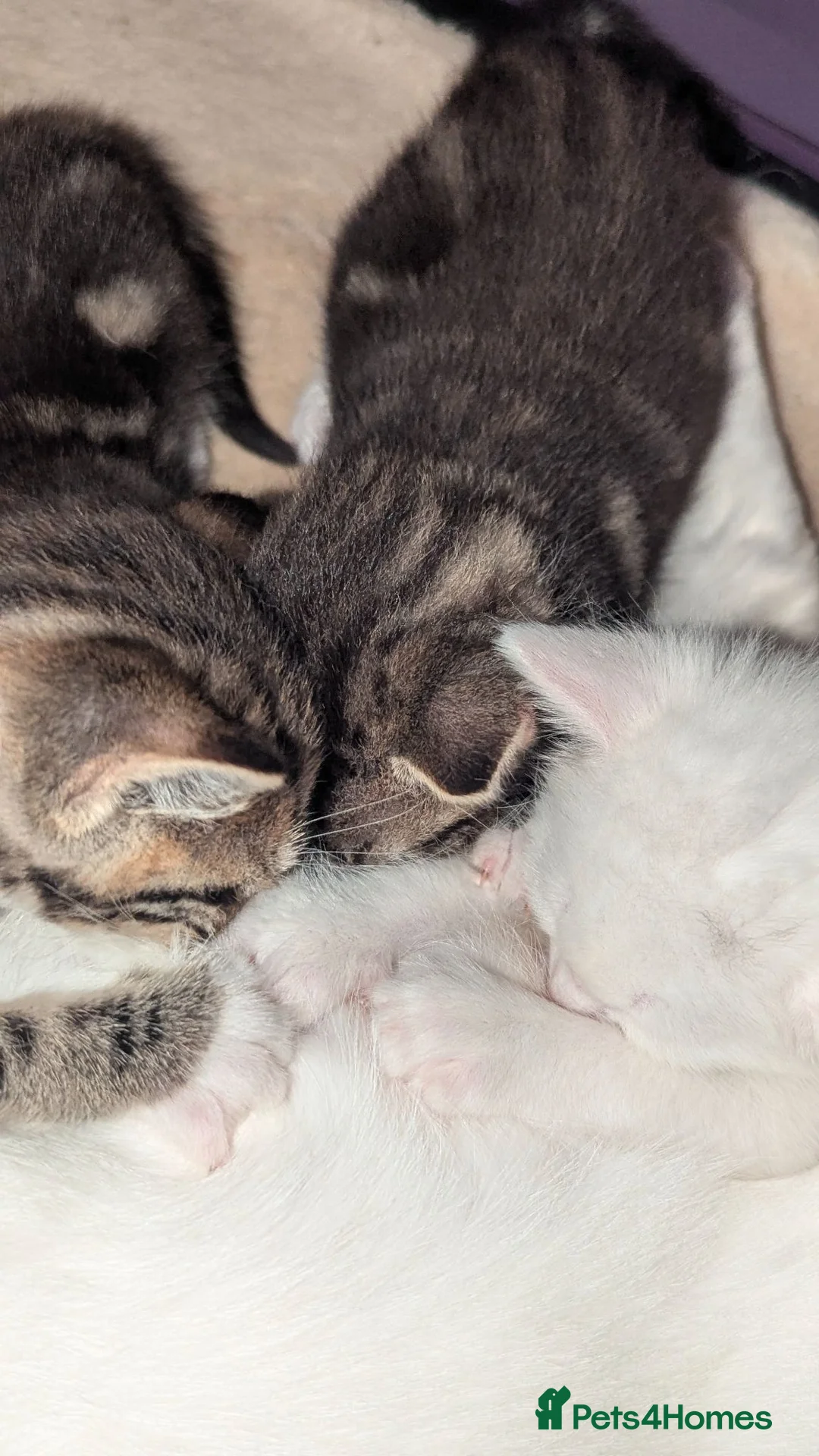Mixed Breed cats for sale: 4 Beautiful kittens looking forever homes - Advert 23