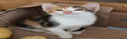 Mixed Breed cats for sale: Female kittens 9 weeks ready to leave  - Advert 11