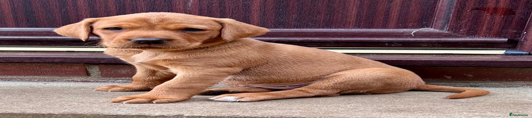 Labrador Retriever Puppy 2