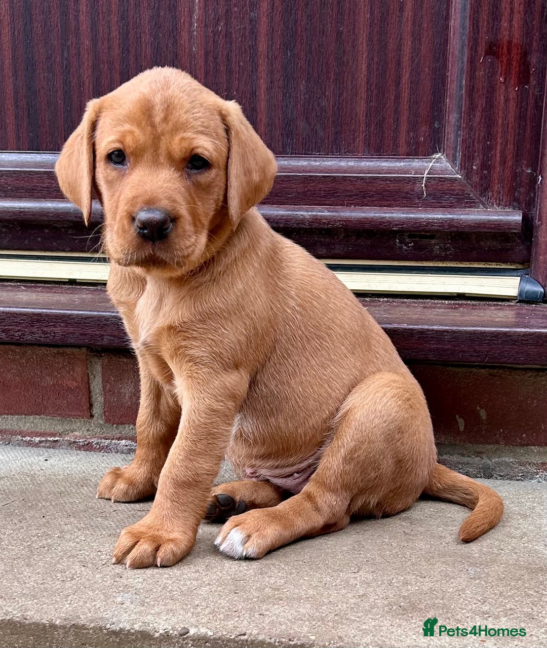 Labrador Retriever dogs for sale: 3 beautiful bitch puppies - Image 7