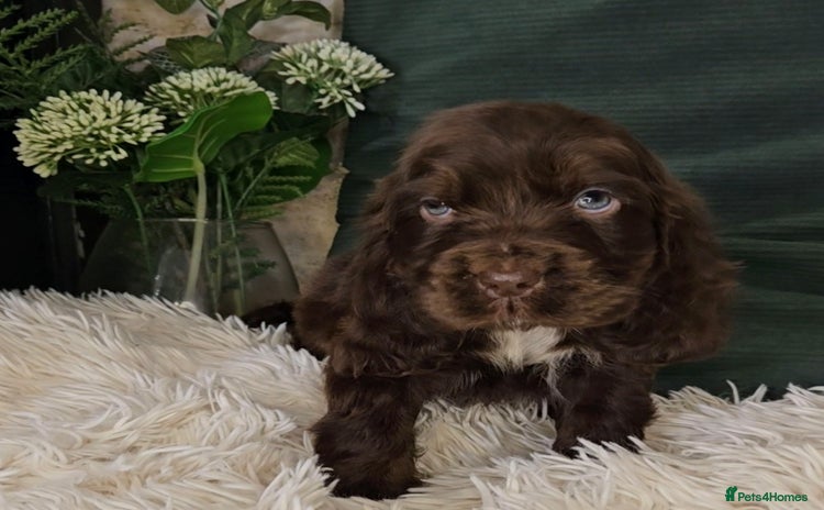 Cocker Spaniel dogs - Advert 4