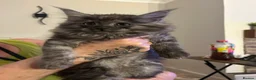 Maine Coon cats for sale: Mainecoon Kittens - Advert 7