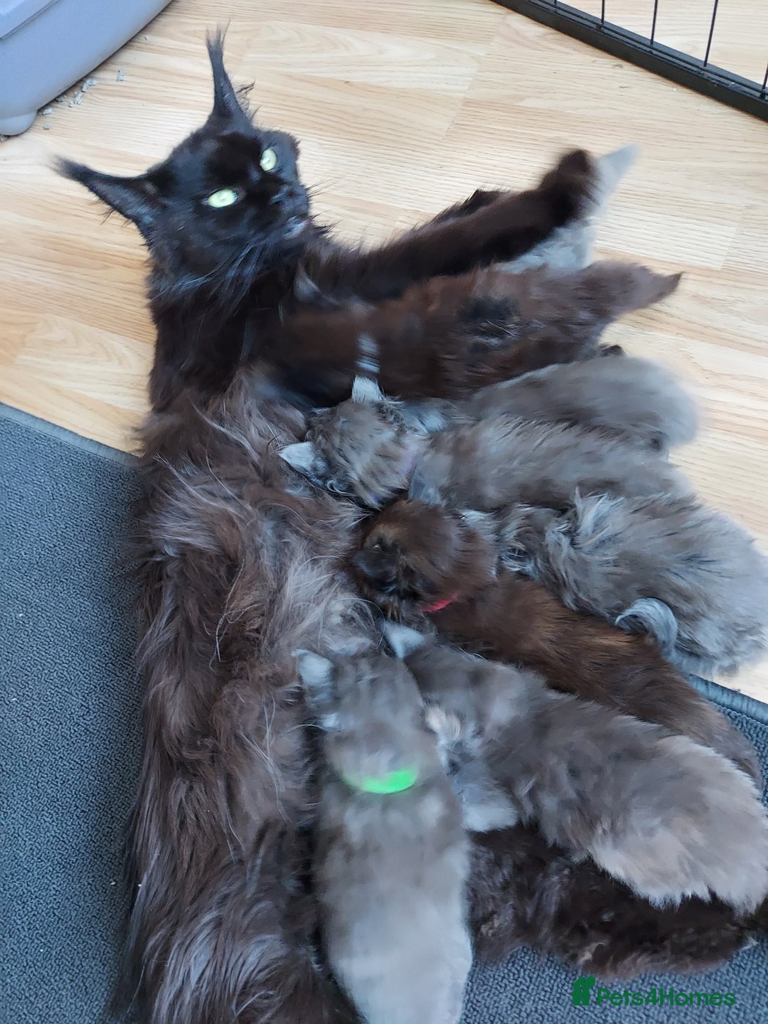 Maine Coon cats for sale: GREAT QUALITY MAINE COON KITTENS/DNA/GCCF  - Advert 22