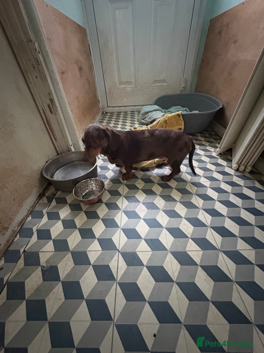 Miniature Dachshund dogs for sale: Mini dachshund female for sale  - Advert 2