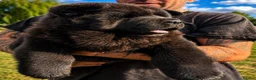Chow Chow dogs for sale: Black smooth chow chow girl  - Advert 4
