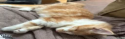 Maine Coon cats for sale: 3 beautiful Maine Coon kittens still available! - Advert 2