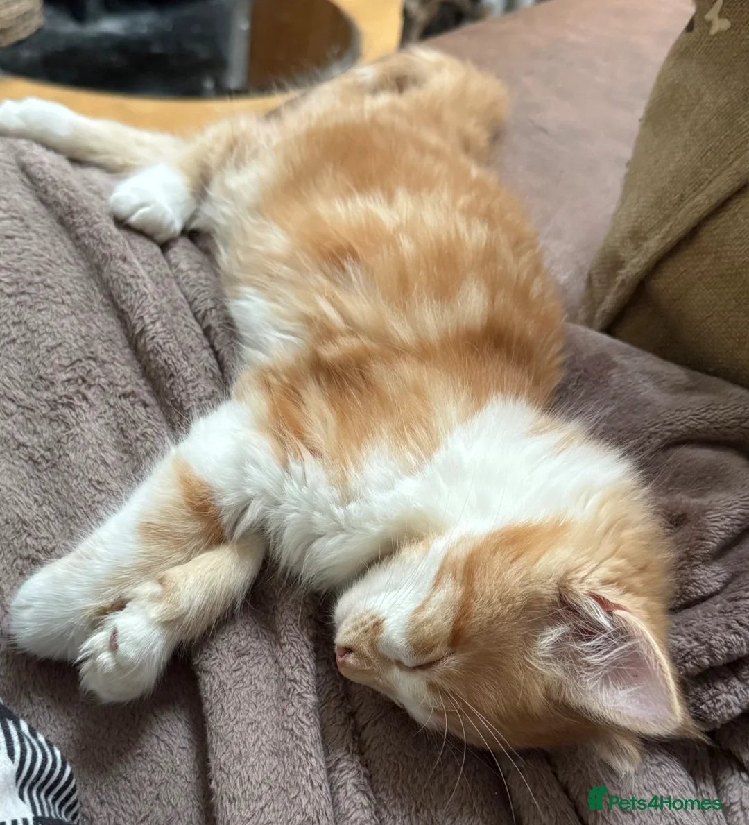 Maine Coon cats for sale: 3 beautiful Maine Coon kittens still available! - Advert 2