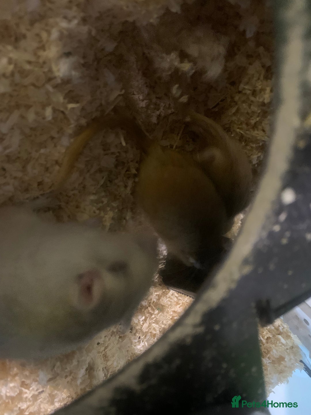 Gerbil rodents for sale: 3 male gerbils - Image 13