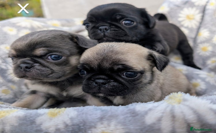 Pug dogs - Advert 7