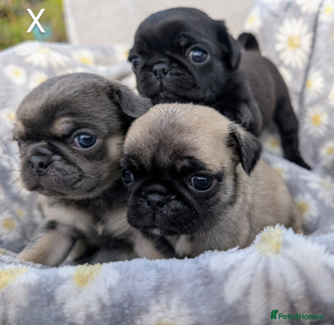 Pug dogs for sale: Quality PUG puppies. Fawn.Black and Blue/Tan - Image 18
