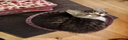 Mixed Breed cats for sale: 3 kittens Bengal X  - Advert 3