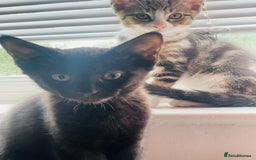 Mixed Breed cats for sale: Beutiful kittens for sale - Image 6