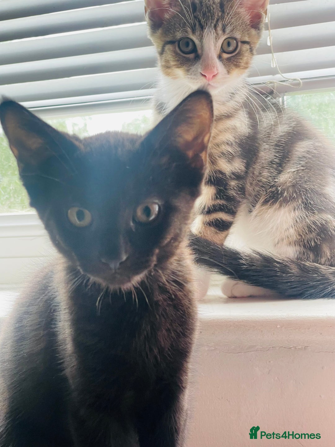 Mixed Breed cats for sale: Beutiful kittens for sale - Image 6