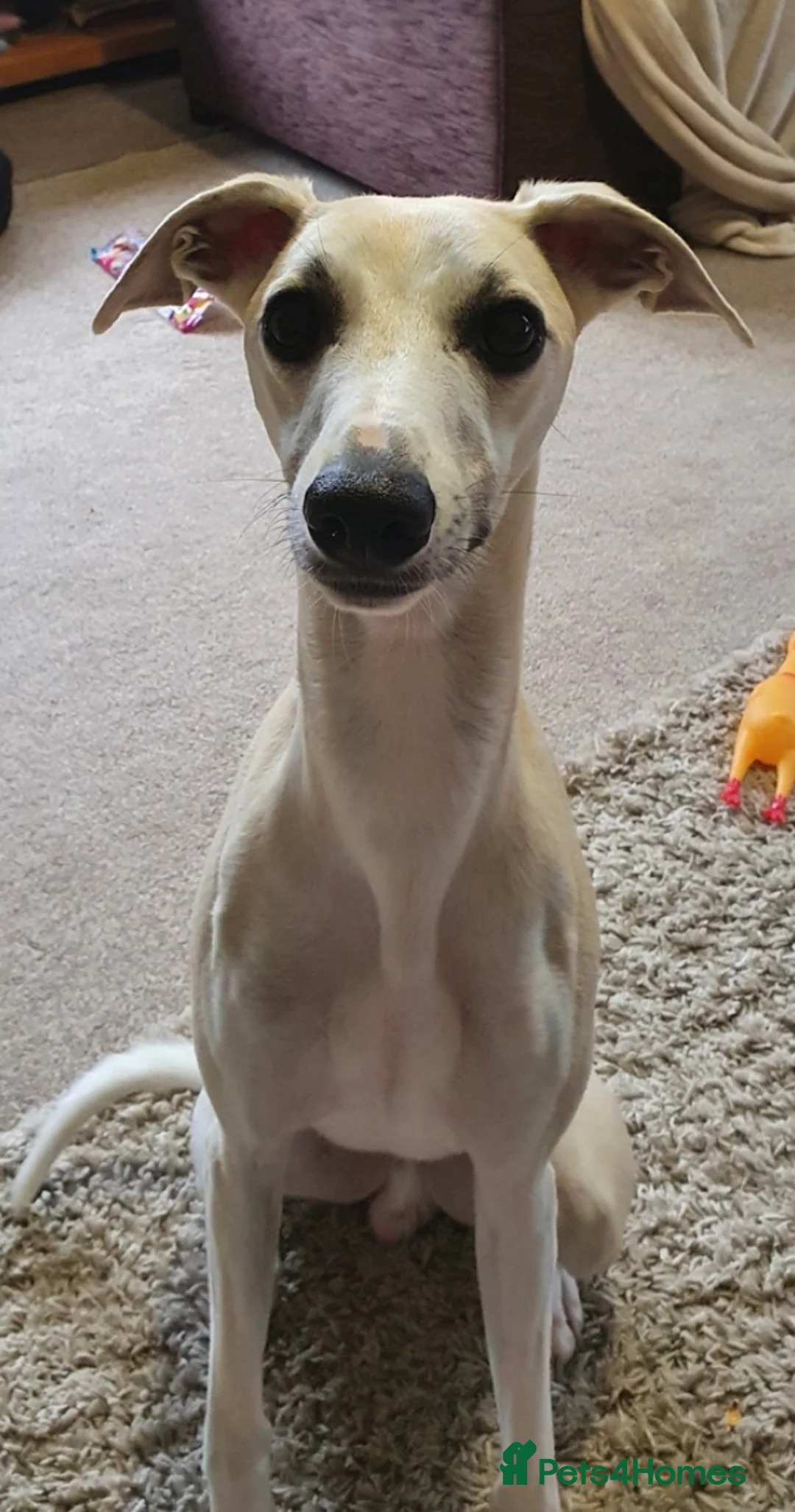 Whippet dogs for stud: KC Reg Heart Tested Gorgeous Fawn Whippet at Stud  in Bristol - Advert 7