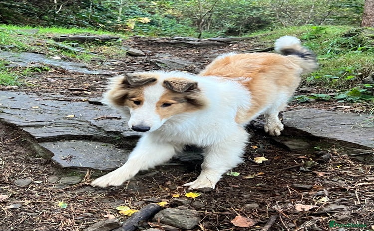 Rough Collie dogs - Advert 1