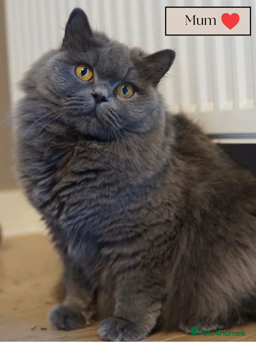 British Shorthair cats for sale: *READY SOON* BRITISH SHORTHAIR KITTENS🐱🩶 - Advert 12