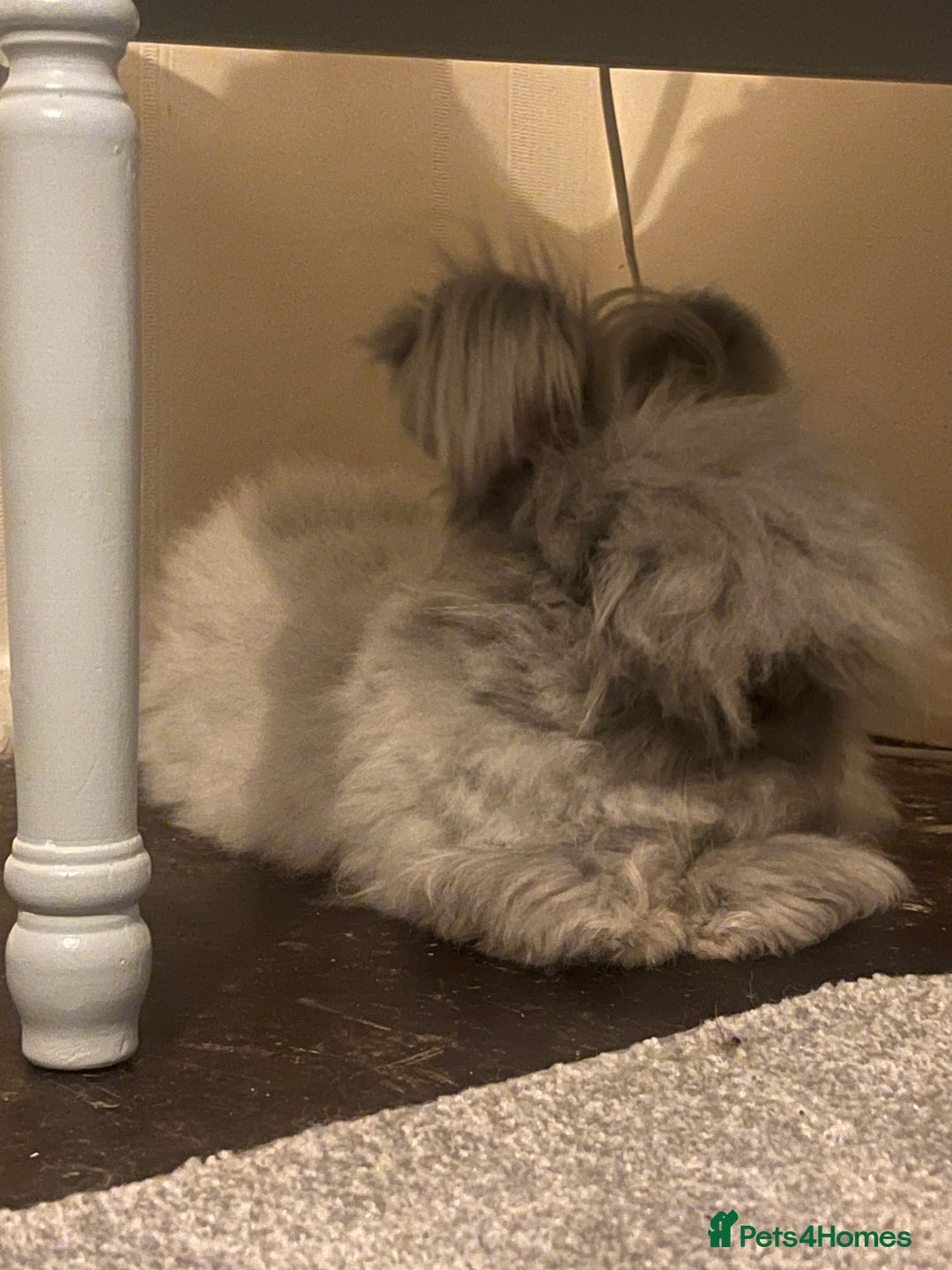 Angora rabbits for sale: Beautiful Female Angora babies ready now  - Advert 4