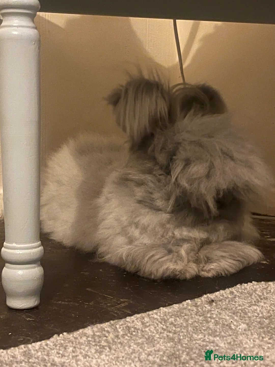 Angora rabbits for sale: Beautiful Full Faced English Angoras available  - Advert 11