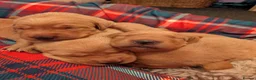 Labrador Retriever dogs for sale: Two gorgeous KC Fox Red Labrador boys left - Advert 9