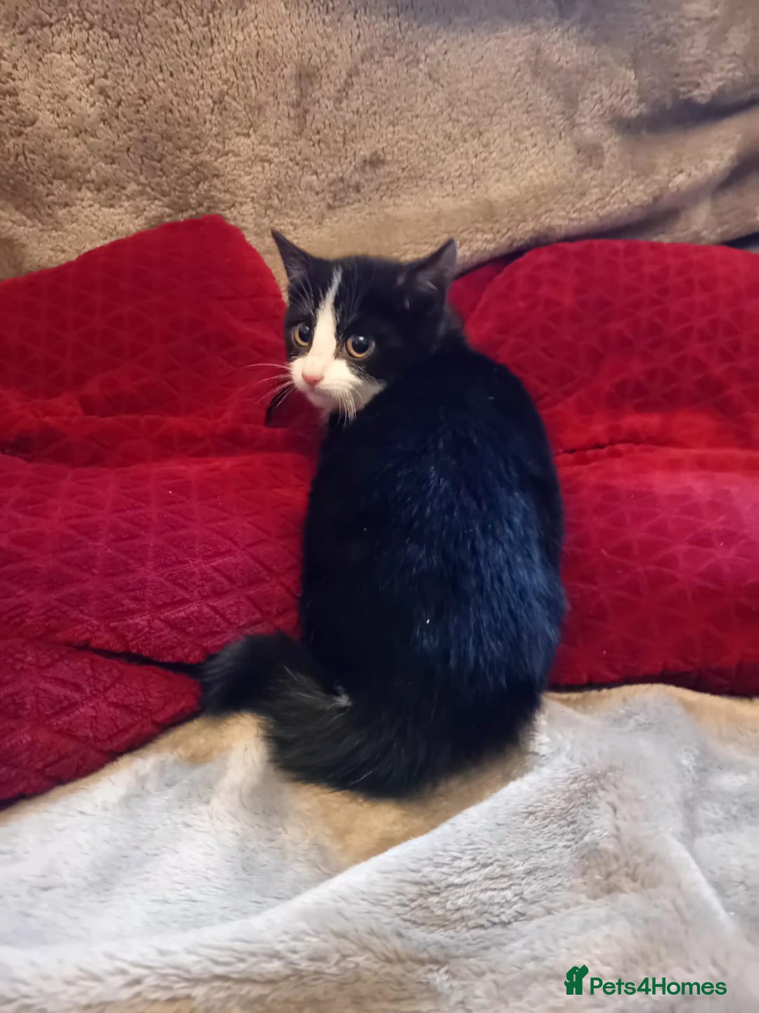 Mixed Breed cats for sale: Beautiful kitten's  - Advert 7