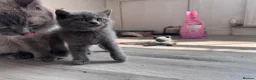 British Shorthair cats for sale: Pure British Shorthair Kittens - Advert 1