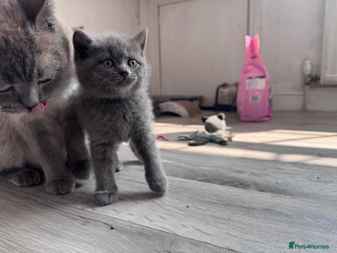 British Shorthair cats for sale: Pure British Shorthair Kittens - Advert 1