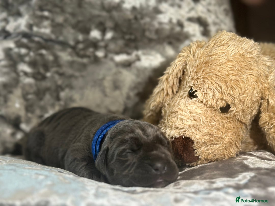 Cane Corso dogs for sale: Purebred Cane Corso  - Advert 6