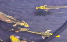 Koi Carp fish for sale: Pond fish  gost carp  gold fish  and more - Image 5