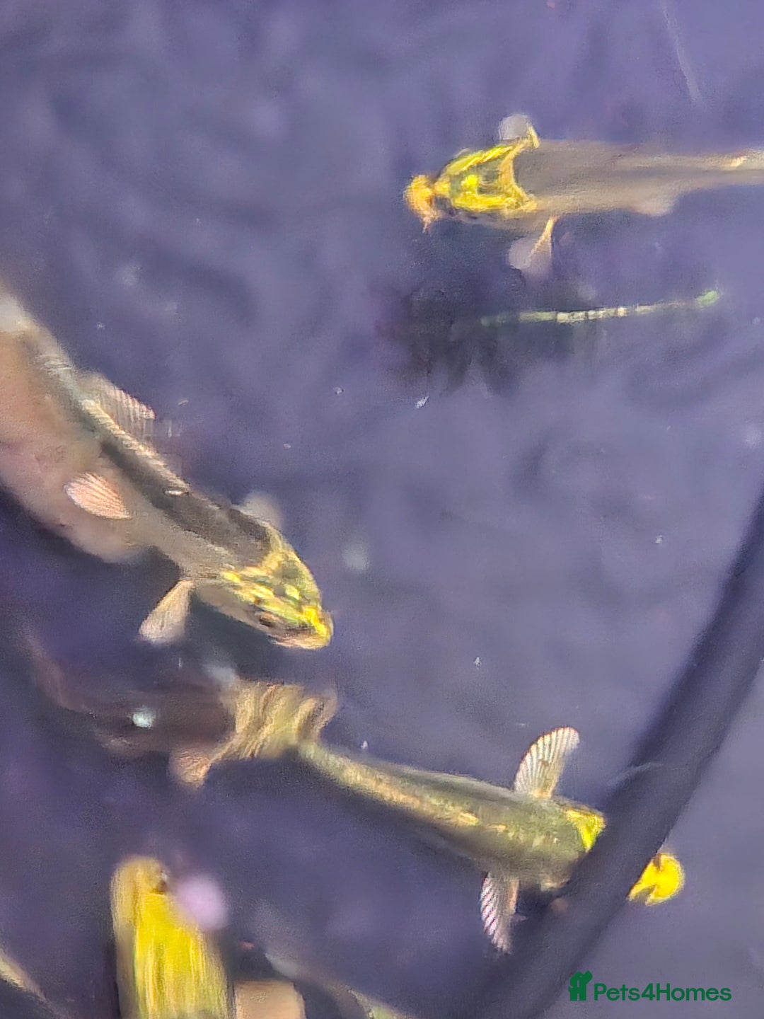 Koi Carp fish for sale: Pond fish  gost carp  gold fish  and more - Image 5