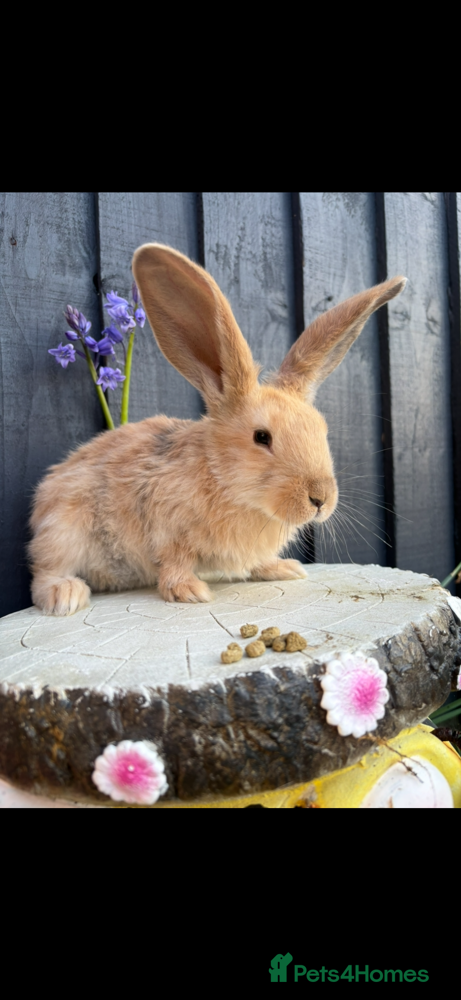 Continental Giant rabbits for sale: Lovely continental Giants baby rabbits  - Advert 3