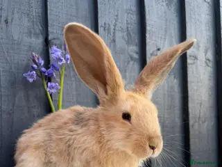 Continental Giant rabbits for sale: Lovely continental Giants baby rabbits - Advert 3