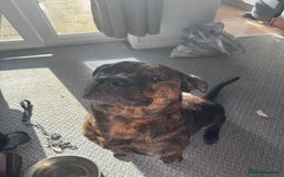 Mixed Breed dogs for sale: Dog for sale - Image 11