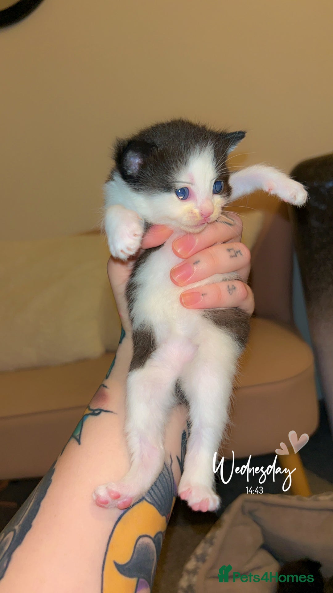 British Shorthair cats for sale: LAST BRITISH SHORT HAIR BOY LEFT💙 - Image 1