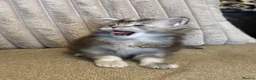 Maine Coon cats for sale: Stunning Tica registered Maine Coon Girl  - Advert 3