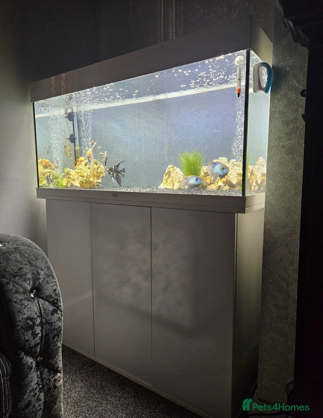Angelfish fish for sale: Jewel Fish Tank Full set-up  - Image 1