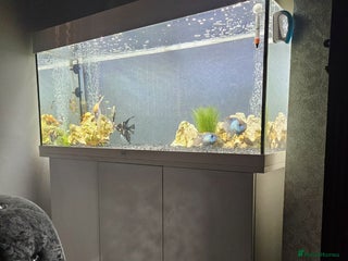 Angelfish fish - Advert 17