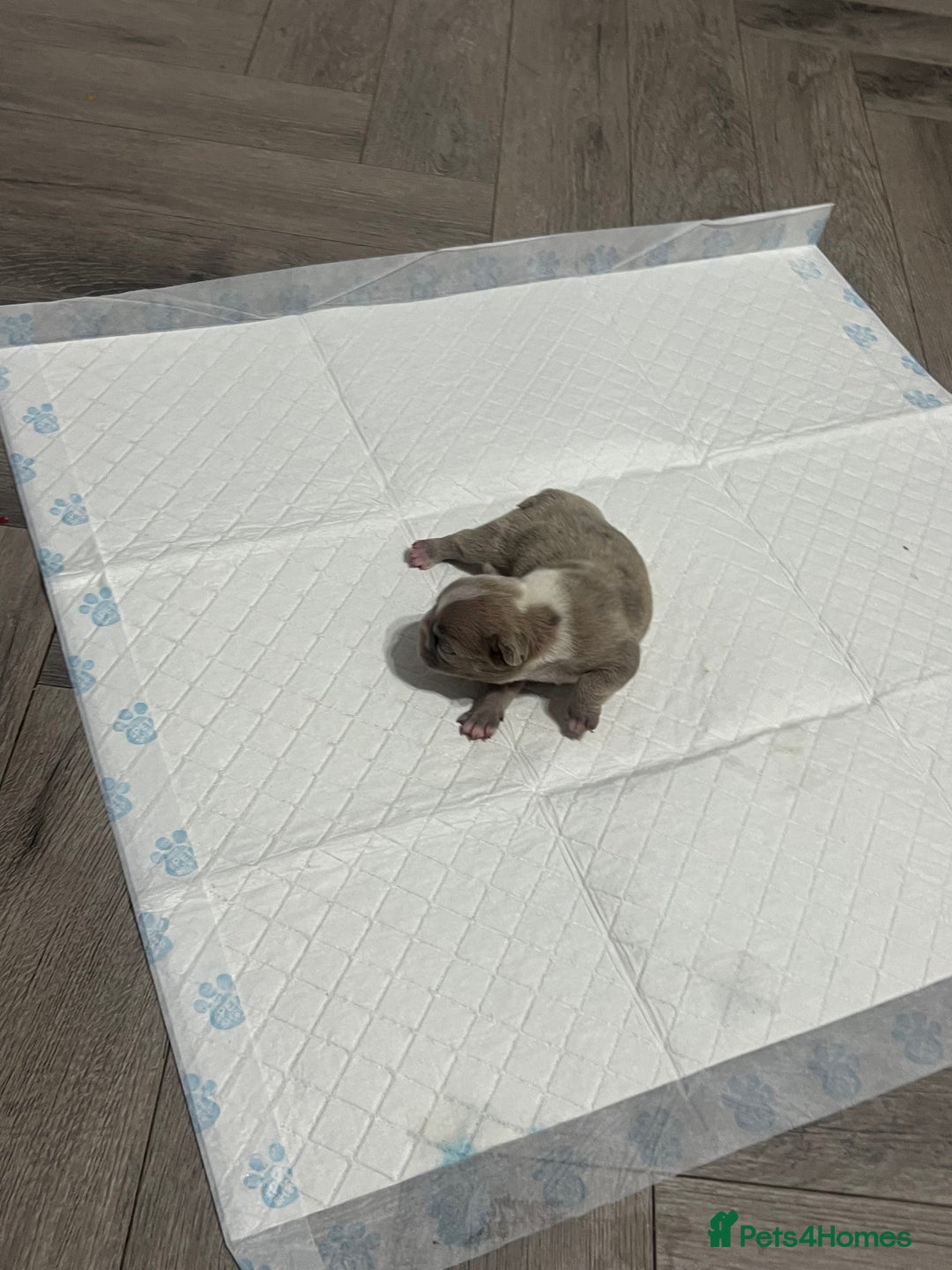 French Bulldog dogs for sale: French Bulldog Puppy’s  - Advert 4