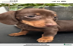 Miniature Dachshund dogs for sale: GORGEOUS TRUE MINIATURE DACHSHUND  - Image 1