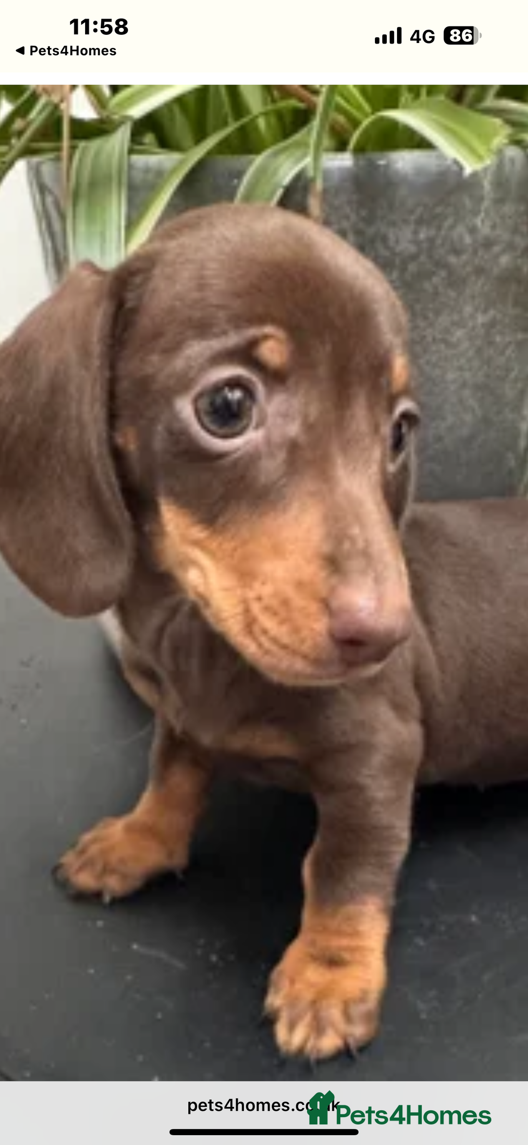 Miniature Dachshund dogs for sale: GORGEOUS TRUE MINIATURE DACHSHUND  - Image 1