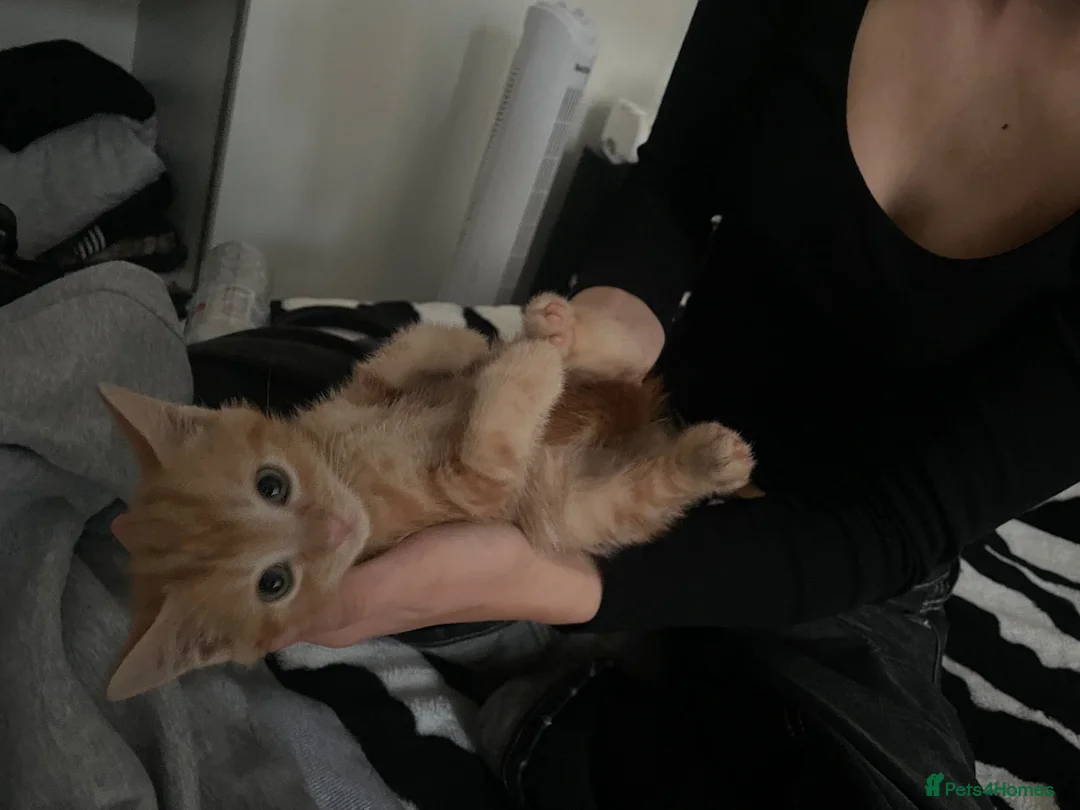Domestic Shorthair cats for sale: 3 kittens, one ginger, two beige & white all male - Advert 9