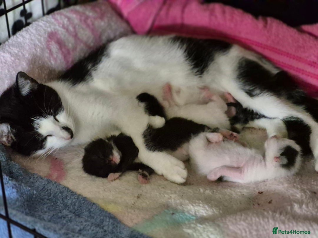 Domestic Shorthair cats for sale: Sweet white and black kitten - Image 2