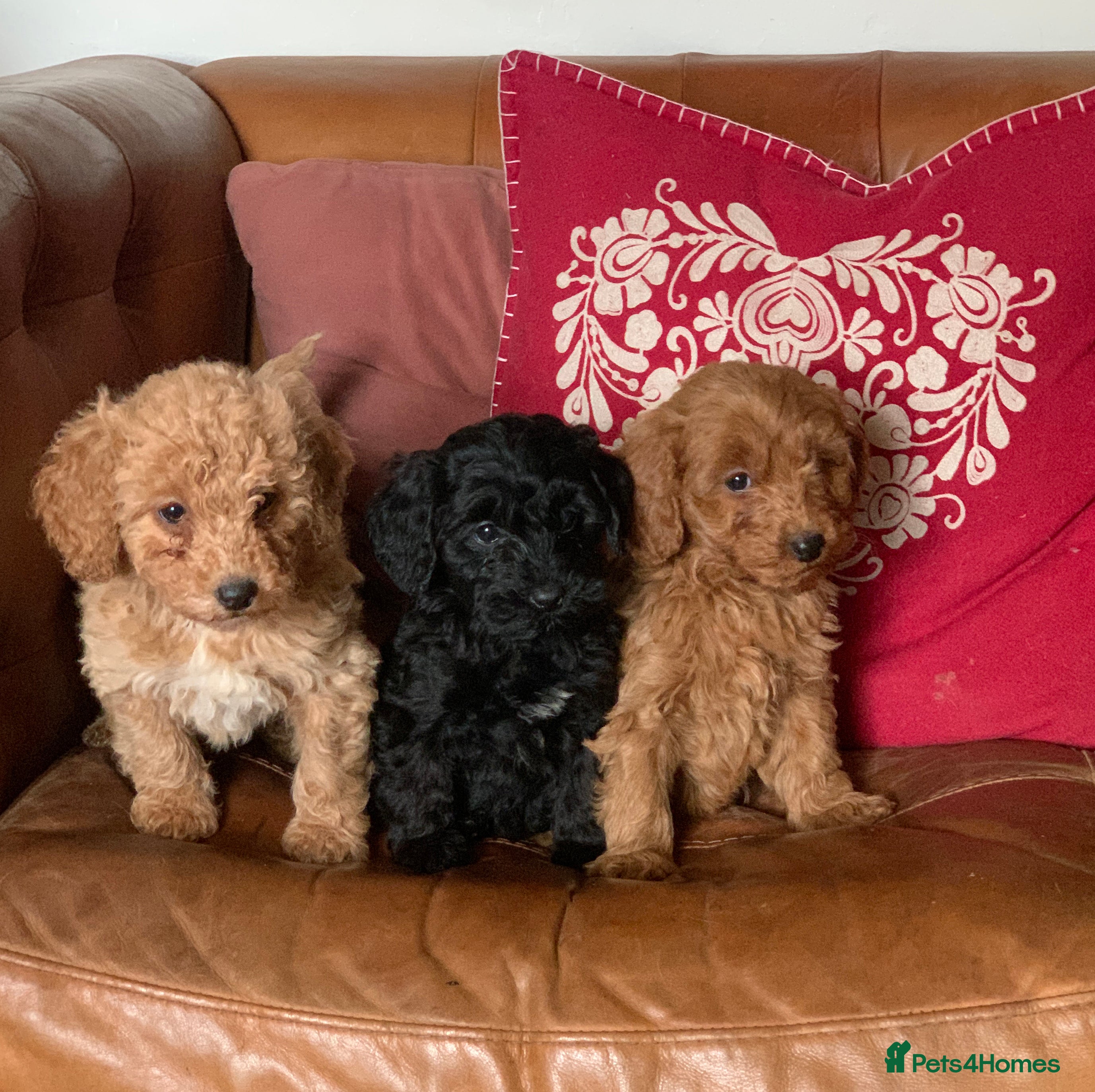 Cockapoo dogs Small Curly Cockapoo Puppies For Sale - Advert 6