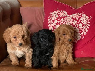 Cockapoo dogs Small Curly Cockapoo Puppies For Sale - Advert 18