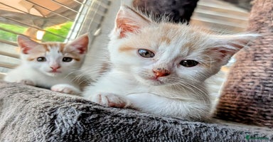 Maine Coon cats - Advert 13