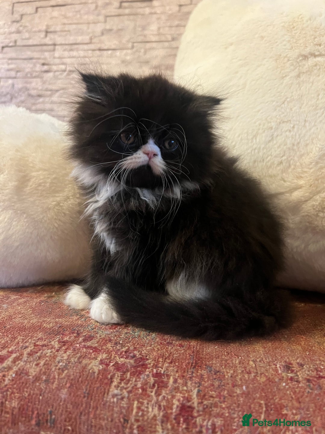 Persian cats for sale: Gorgeous Persian Kittens  - Advert 7