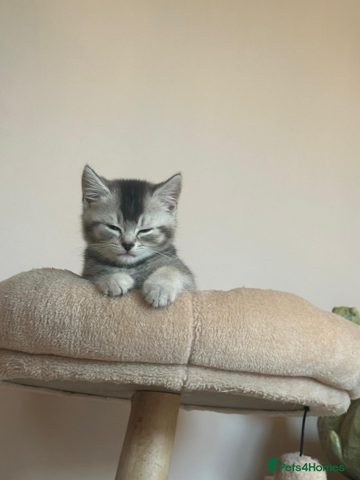 Mixed Breed cats British short hair x domestic shorthair  - Advert 3