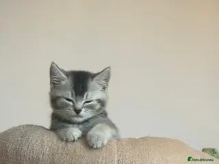 Mixed Breed cats British short hair x domestic shorthair - Advert 3