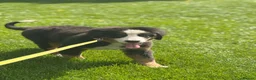 Bernese Mountain Dog dogs for sale: KC REG BERNESE MOUNTAIN DOG BITCH - Advert 4