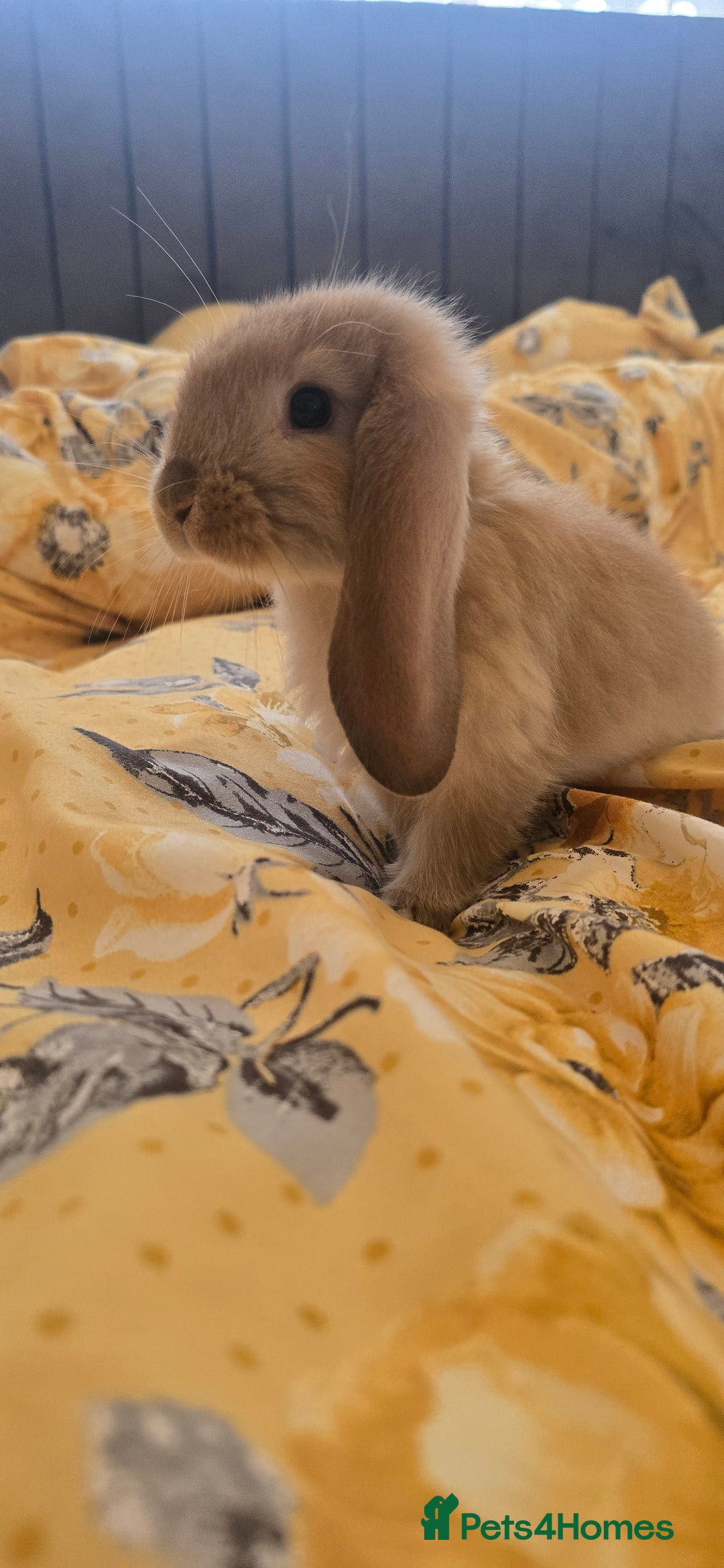 French Lop rabbits for sale: Beautiful French Lop bunnies - Image 34